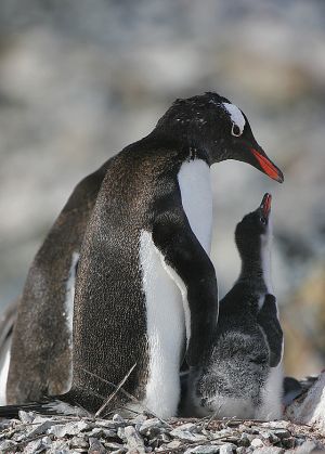 c99-gentoo & chick.jpg